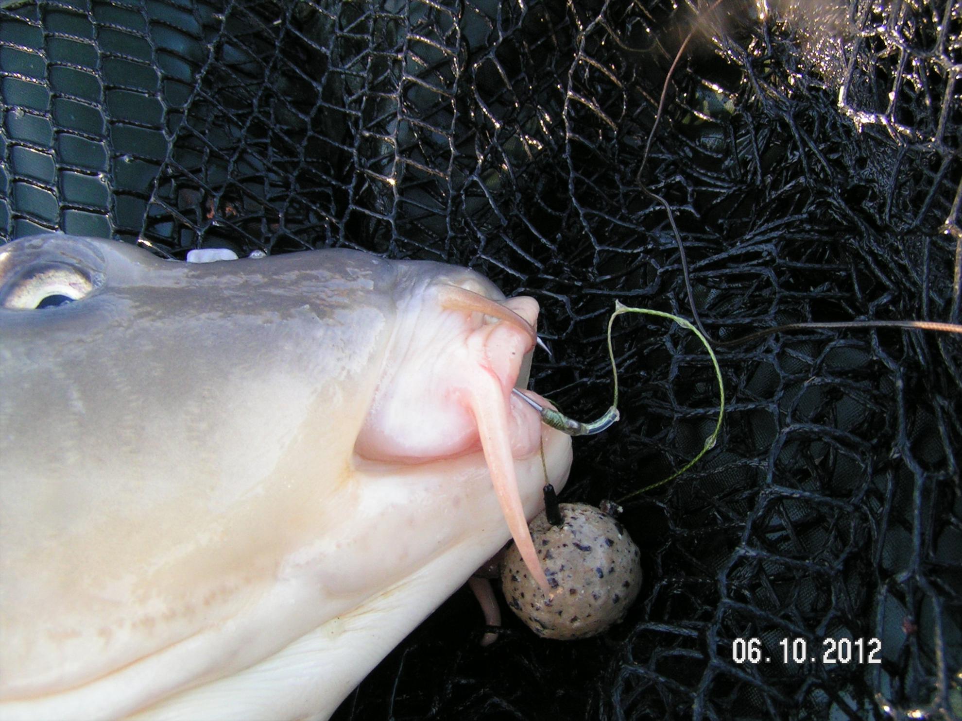 Lates 4-6.10.2012 - pict1185.JPG